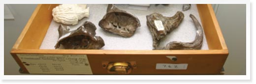 Geology-Paleontology Specimen Cabinet Trays